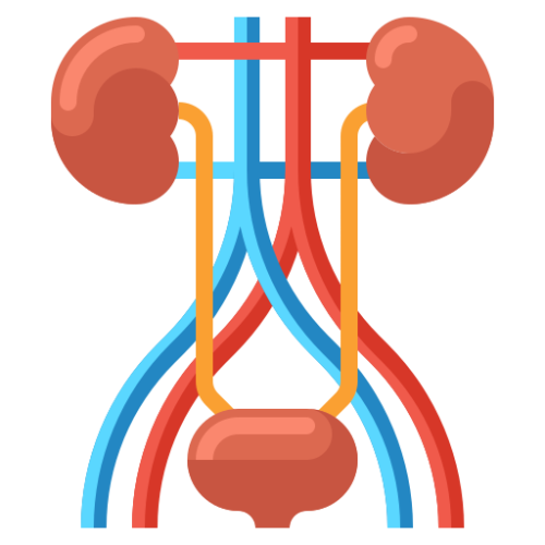 urinary-tract